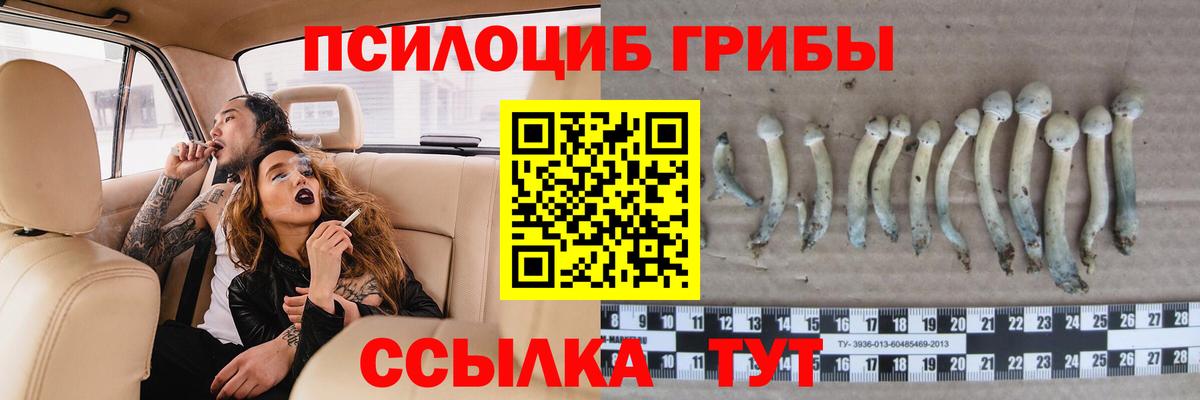 Галлюциногенные грибы Psilocybine cubensis Альметьевск